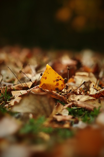 荷兰三剑客 荷兰三剑客