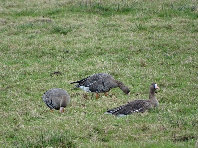 伊万科维奇 伊万科维奇