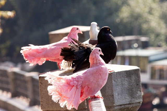 高效的傳球 高效的傳球